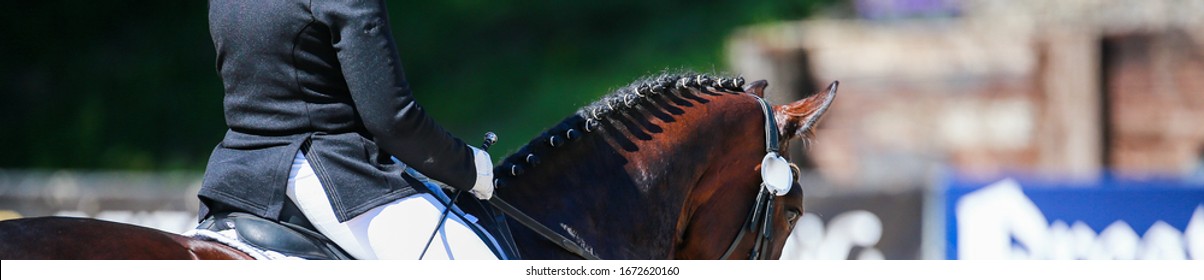 Dressage horse with rider in a narrow cut. View from behind over the braided one.