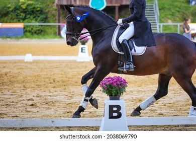 Dressage horse, dressage horse, with rider on the lap of honor with blue ribbon, photographed from the side at a gallop at height points B and E.