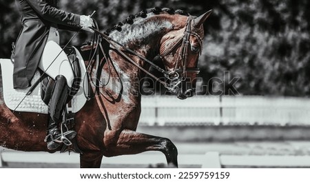 Dressage horse with rider in portraits from the side with bent front leg, dramatic in color split tone.
