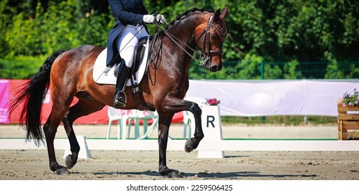 Dressage horse with rider in the test, gait trot with bent raised front leg.
 - Powered by Shutterstock