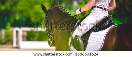 Dressage horse and rider in white uniform closeup. Horizontal banner for website header design. Equestrian sport competition, copy space.