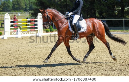 Dressage horse in a dressage test in a strong trot.
 Stock photo © 