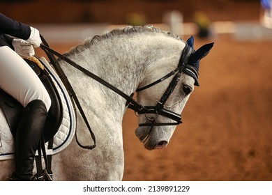 Dressage horse white with rider, head portraits Horse's head from the side with the reins pulled hard.