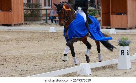 Dressage horse winner of a test with a gold ribbon and winner's blanket on the lap of honor.
 - Powered by Shutterstock