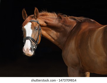 Dressage Race Horse Portrait Indoor Stable 