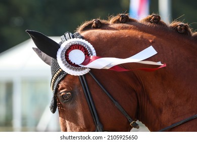 Dressage Show Horse With Ribbon Close Up