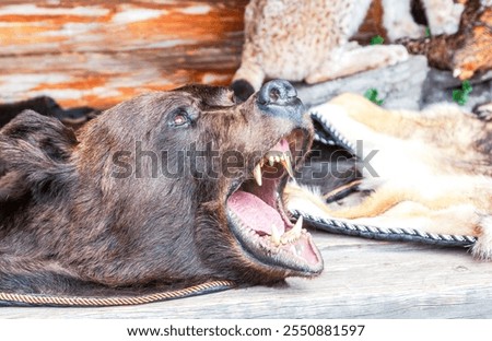 Dressed bear skin with a grinning muzzle closeup. Stuffed predatory forest animal bear