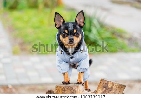 Dressed Chihuahua. pedigree dog chihuahua clothing outdoors