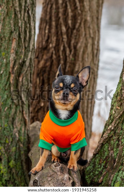 Dressed Chihuahua. pedigree dog chihuahua
clothing outdoors.
Halloween