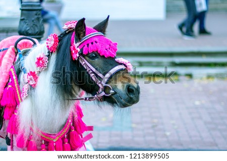 dressed circus pony stands on a city street. space
