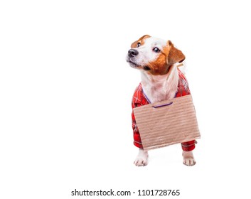 dressed jack russell terrier begging, dog with a blank sign, dog is looking for a family.