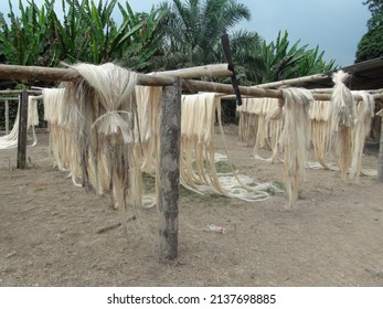 Dried acaba Musa textilis ecuador