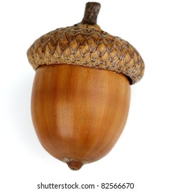 Dried acorn on a white background