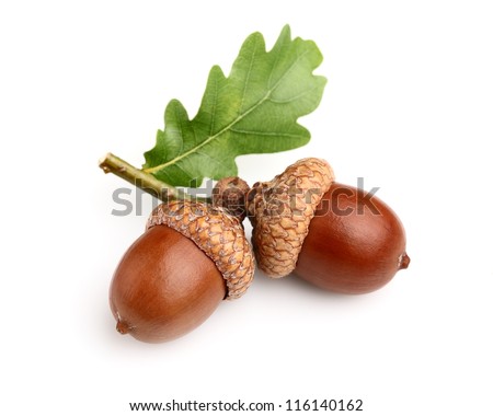 Dried acorns with leaf