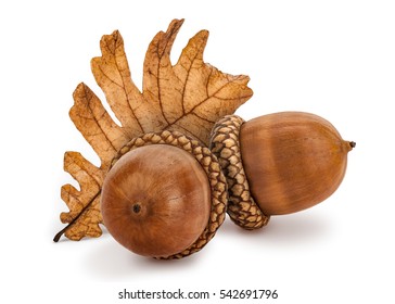 Dried acorns with oak leaf isolated on white.