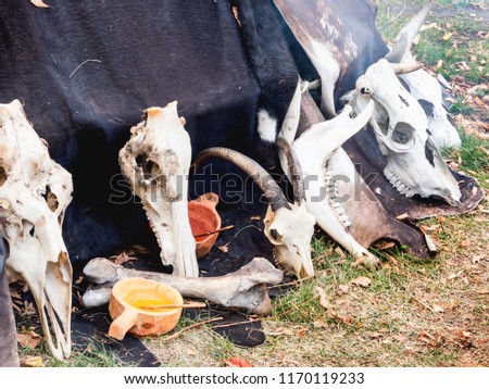 Dried animal skulls near the primitive house as in ancient times. Annual festival Times and Epochs. Historical reconstruction of the Paleolithic, Mesolithic, Neolithic periods. Moscow, Russia.