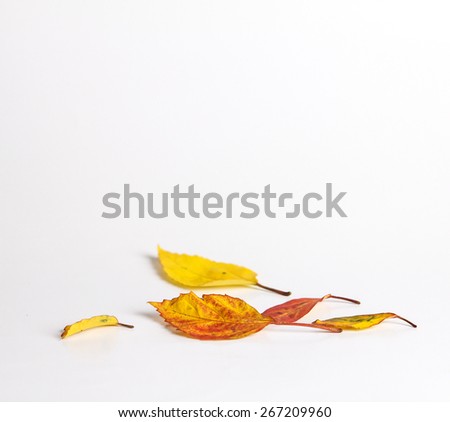 Similar – Autumn leaves with watering can and garden tools