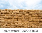 dried baled straw. Dry straw bale and agricultural byproducts. stacked yellow straw bales for animal fodder and livestock bedding. Straw bales in sustainable farming.
