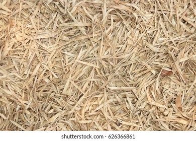 The Dried Bamboo Leaves Turn Brown High Res Stock Images Shutterstock
