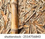 Dried bamboo for making bongs and smoking marijuana:Use for website banner background,backdrop