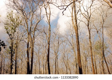 Dried bare trees