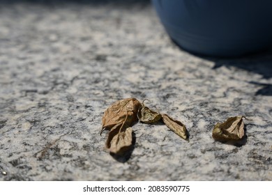 Dried Basil Leaves On Rock   