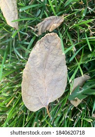 Dried Basswood Tree Leaf (Tilia Americana)