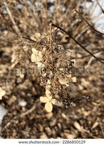 A dried beautiful autumn hydrangea branch. The branch is bent and almost broken. The photo has a lot of shades of brown and beige. The dried flowers of autumn hydrangea shine 
in the spring sunlight.