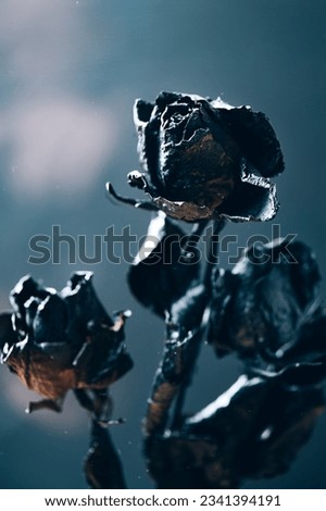 Dried black roses, bunch of beautiful faded flowers on dark background