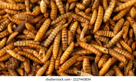 Dried Black soldier fly larvae, calci worms food wildlife birds