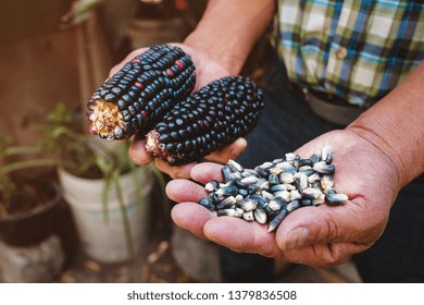 Dried Blue Corn Cob, Maize Of Blue Color In Mexican Hands In Mexico