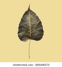 dried bodhi leaves isolated on brass background