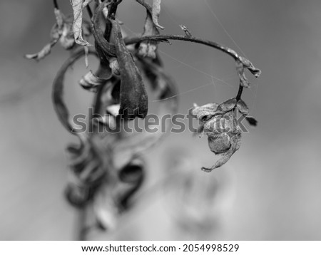 Similar – Kleine Blüten von Arbutus unedo in der Natur