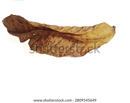 Dried brown leaf isolated on white background clous up 