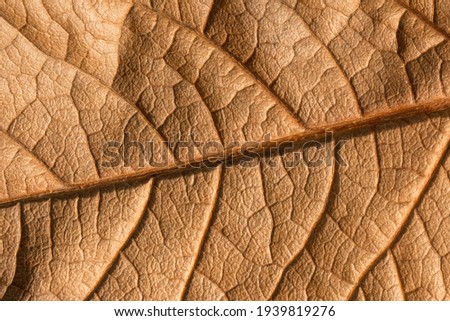 Dried brown leaf pattern. Close up of brown leaf texture. Patterned background