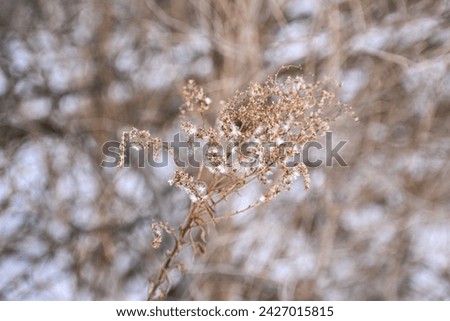 Dried brown weed against backdrop of snow, sunlight, winter.