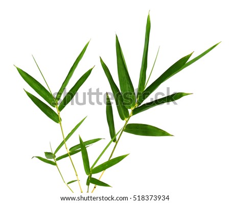 Dried bud green of bamboo leaves