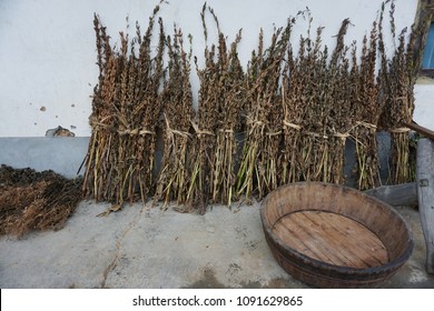 Dried bunches of sesame seed plants, grown and harvested in Shaanxi Province, northern China. Resting and drying against  the wall of a Chinese farm house.