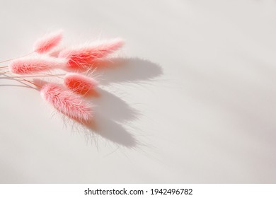 Dried Bunny Tail Grass On White Background. Minimal Stylish Trend Concept. Hard Sun Shadows. Copy Space.