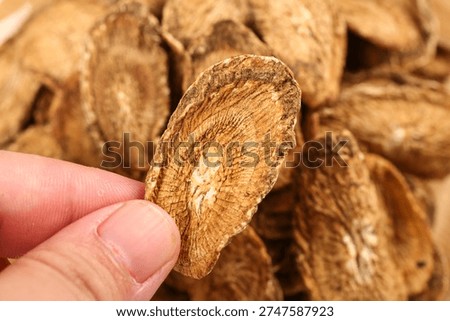 Dried burdock root slices held in hand, golden-brown herbal ingredient for traditional hot tea and wellness beverages