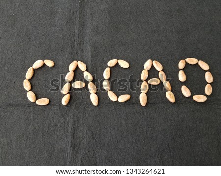 Dried cacao beans (Theobroma cacao) Malvaceae family. Amazon, Brazil