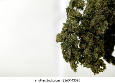 dried cannabis marijuana flower for THC and CBD chemical for make medicine drug. Cannabis herb is new trend of alternative medical health healing. Medical concept