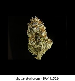 Dried Cannabis Sativa Flower Bud