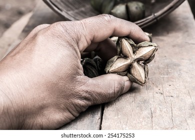 Dried Capsule Seeds Fruit Of Sacha-Inchi Peanut In Hand Farmer