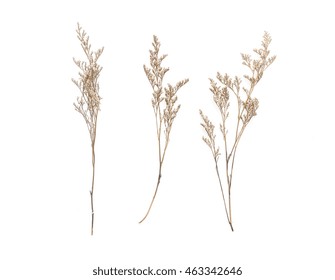 Dried Caspia Flowers On White Background