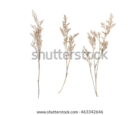 Dried Caspia Flowers on white background