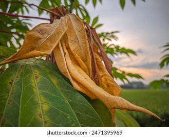 Dried cassava leaf with twilight sky background. - Powered by Shutterstock