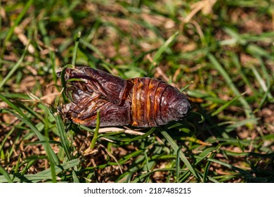 Dried up chitin shell of an insect isolated in the garden
