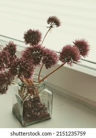 Dried Chives Blossoms Against Window With Blinds In A Square Glass Jar