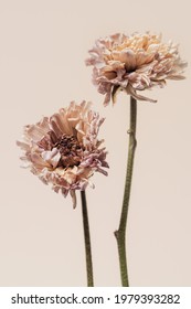 Dried Chrysanthemum Flower On A Beige Background